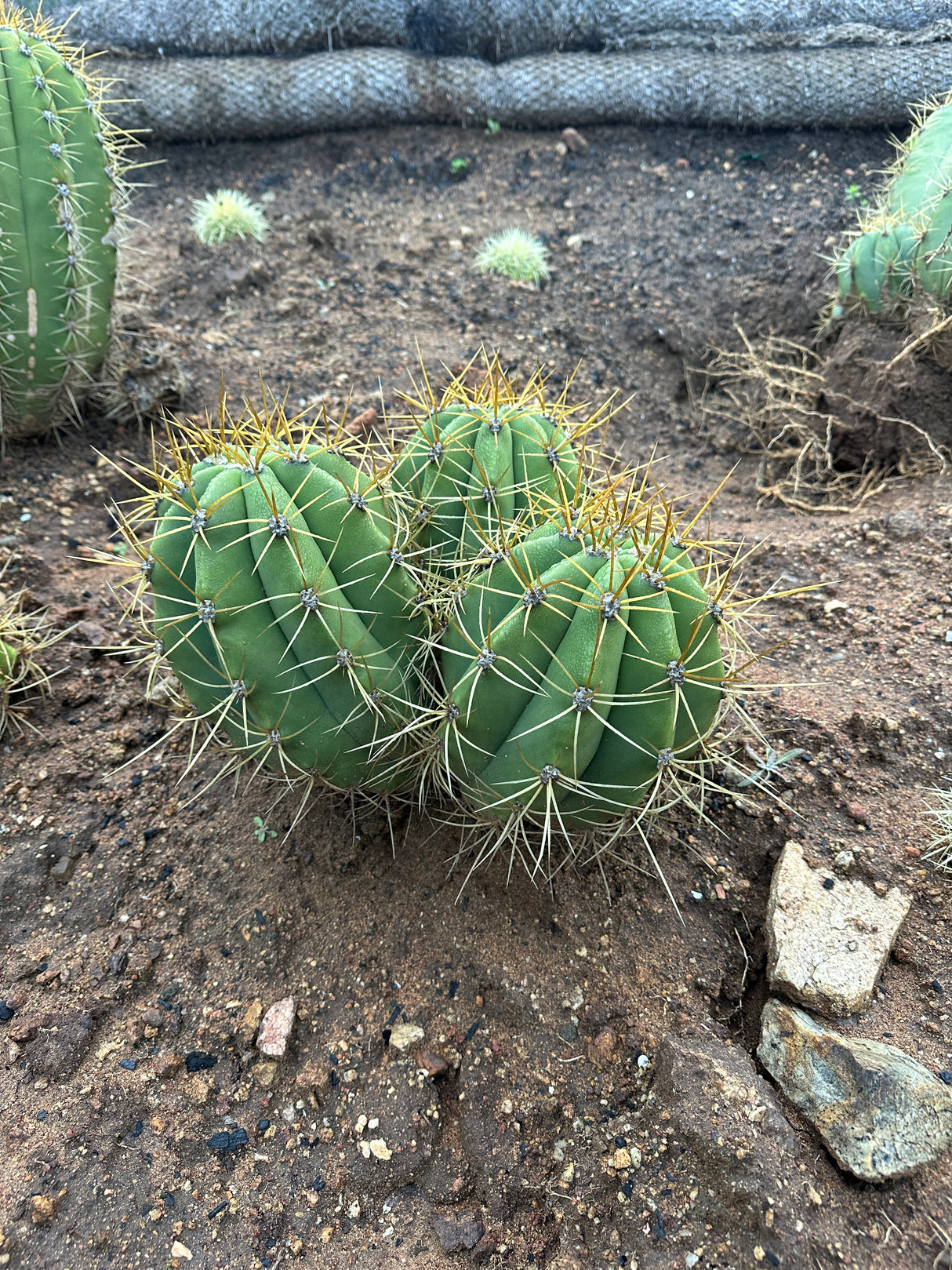 Argentine Saguaro-Echinopsis terscheckii or Trichocereus terscheckii