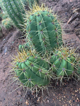 Argentine Saguaro-Echinopsis terscheckii or Trichocereus terscheckii