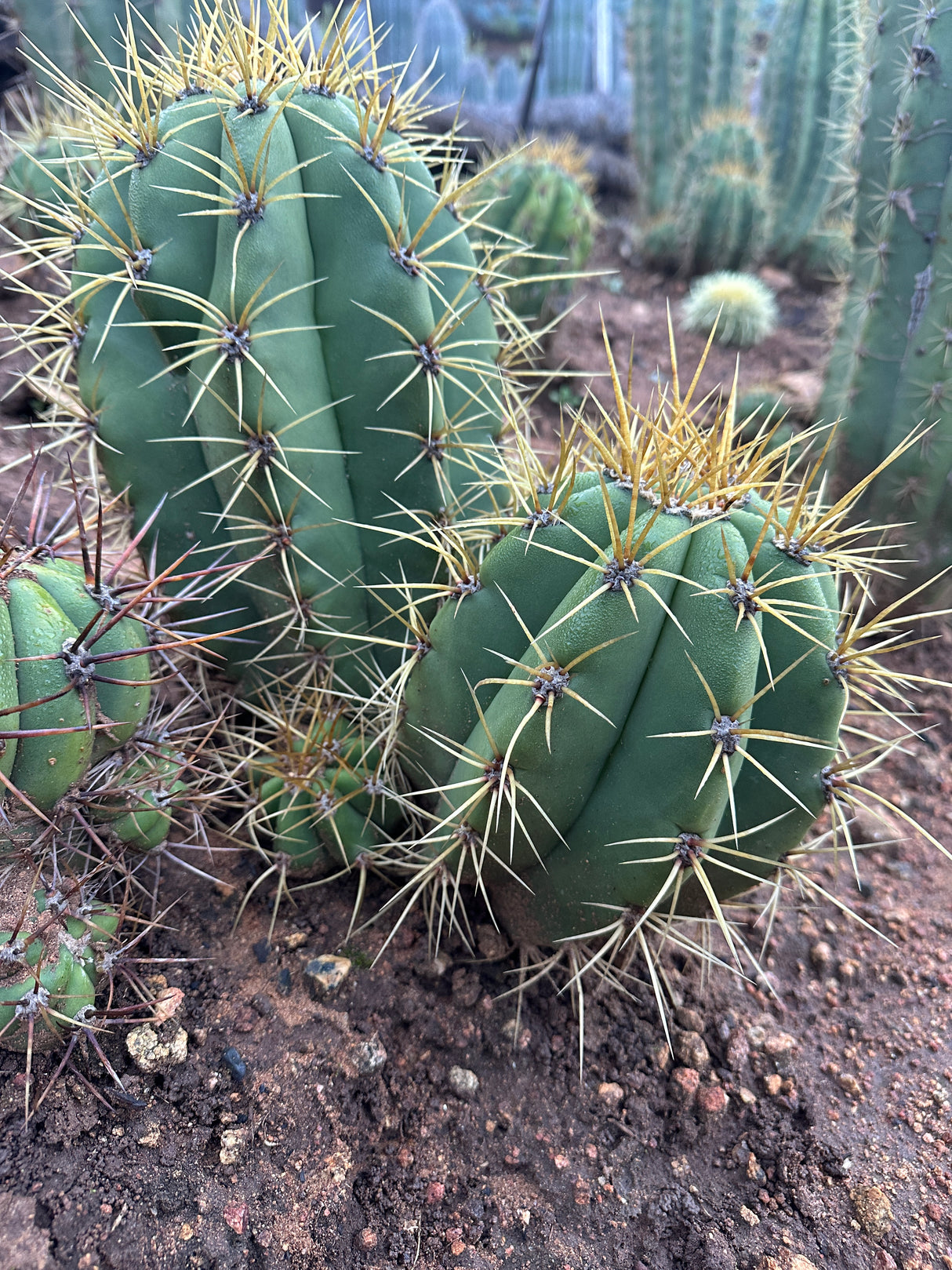 Argentine Saguaro-Echinopsis terscheckii or Trichocereus terscheckii