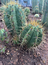 Argentine Saguaro-Echinopsis terscheckii or Trichocereus terscheckii