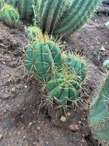 Argentine Saguaro-Echinopsis terscheckii or Trichocereus terscheckii