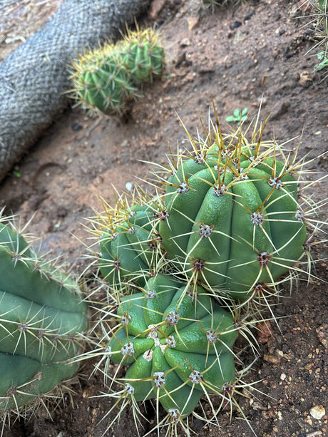 Argentine Saguaro-Echinopsis terscheckii or Trichocereus terscheckii