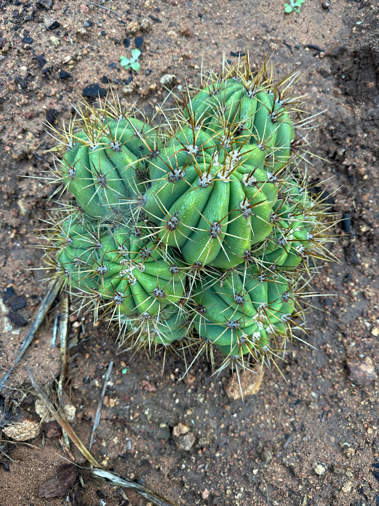 Argentine Saguaro-Echinopsis terscheckii or Trichocereus terscheckii