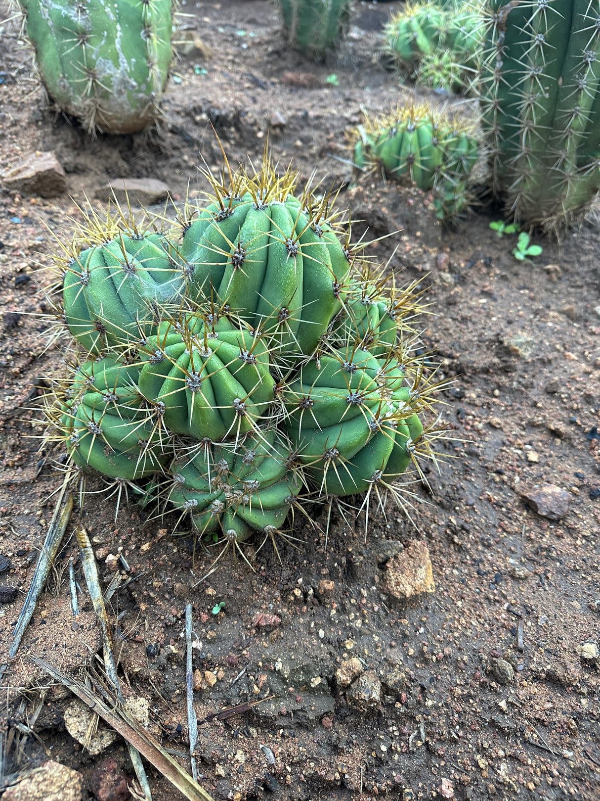 Argentine Saguaro-Echinopsis terscheckii or Trichocereus terscheckii