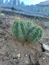 Argentine Saguaro-Echinopsis terscheckii or Trichocereus terscheckii