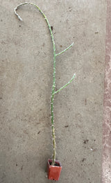 Pereskiopsis spathulata- Alfilerillo