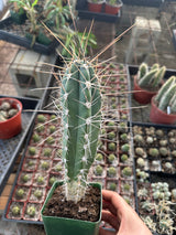Stetsonia Coryne-Toothpick Cactus