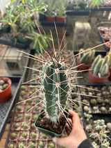 Stetsonia Coryne-Toothpick Cactus