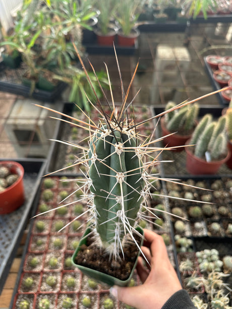 Stetsonia Coryne-Toothpick Cactus