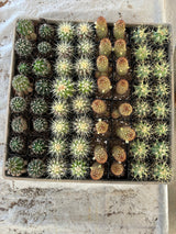Build-Your-Own 64-Pack 2” Cactus Variety Tray -(Choose Any 4)