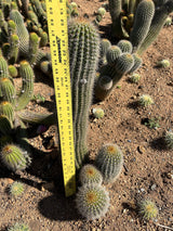 Yellow Trichocereus Hybrid - Echinopsis hybrid