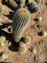 Yellow Trichocereus Hybrid - Echinopsis hybrid