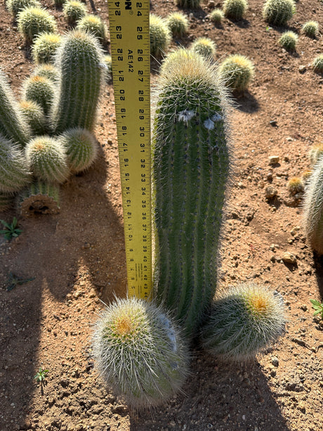 Yellow Trichocereus Hybrid-Echinopsis hybrid