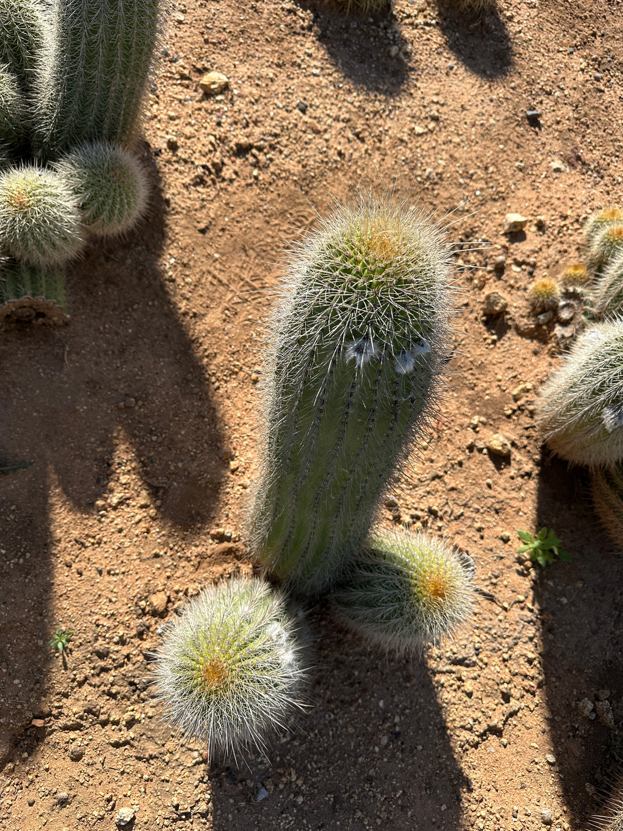 Yellow Trichocereus Hybrid-Echinopsis hybrid