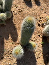 Yellow Trichocereus Hybrid-Echinopsis hybrid