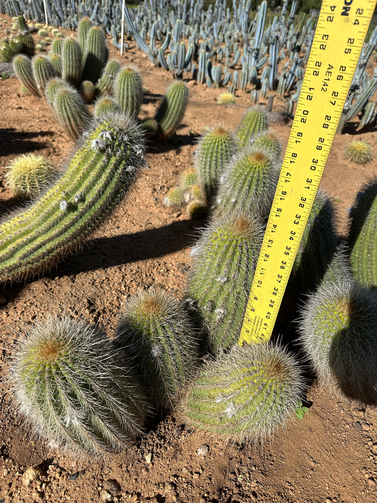 Yellow Trichocereus hybrid Cluster- Echinopsis Hybrid