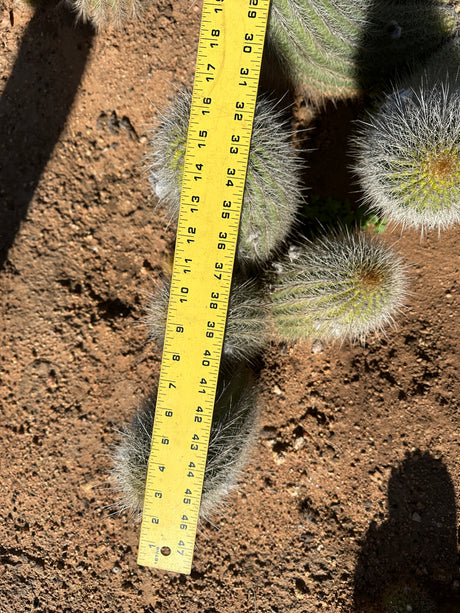 Yellow Trichocereus hybrid Cluster- Echinopsis Hybrid