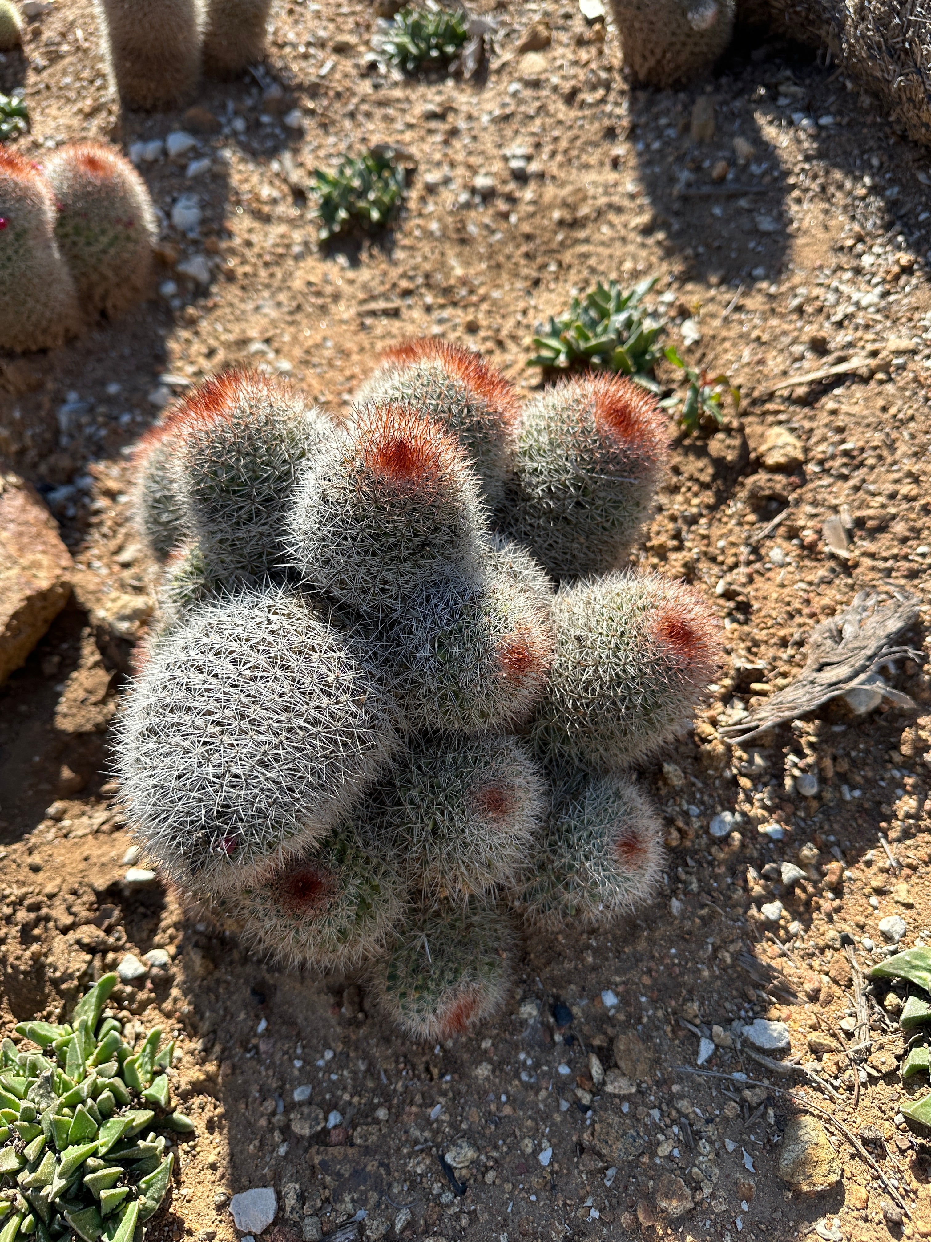 One-of-a-Kind Cacti | Cactus Warehouse – CactusWarehouse