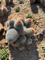 Mammiliaria Spinosissima Cluster- Redheaded Irishman