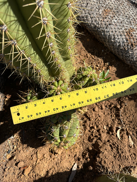 Argentine Saguaro-Echinopsis terscheckii or Trichocereus terscheckii