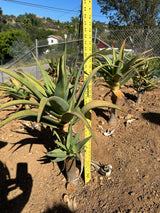 Aloe Hercules- Hercules Aloe