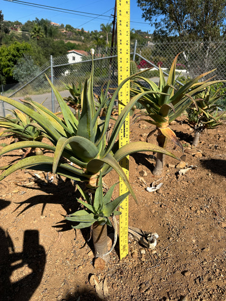 Aloe Hercules- Hercules Aloe
