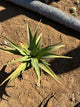 Aloe