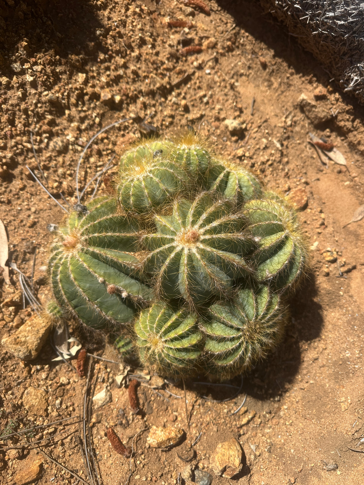 Notocactus magnificus - Parodia magnifica, Ball Cactus