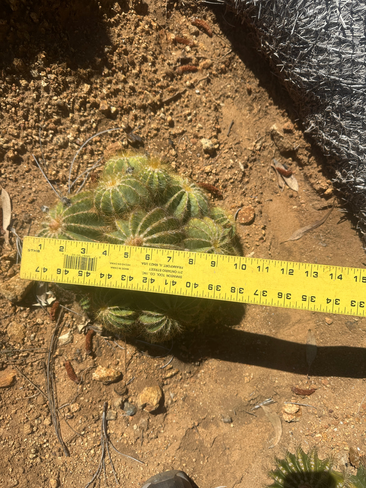 Notocactus magnificus - Parodia magnifica, Ball Cactus