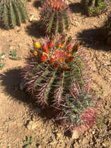 Mexican Lime Cluster - Ferocactus pilosus