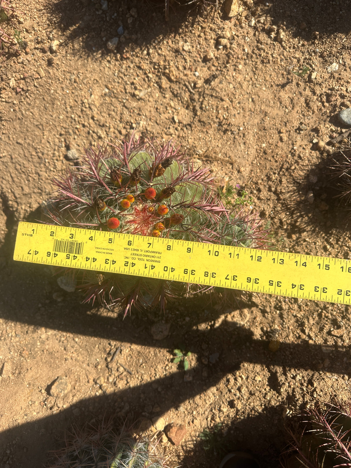 Mexican Lime Cluster - Ferocactus pilosus