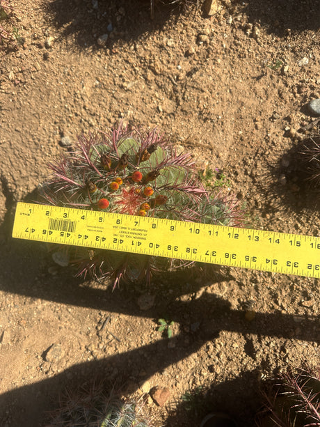 Mexican Lime Cluster - Ferocactus pilosus