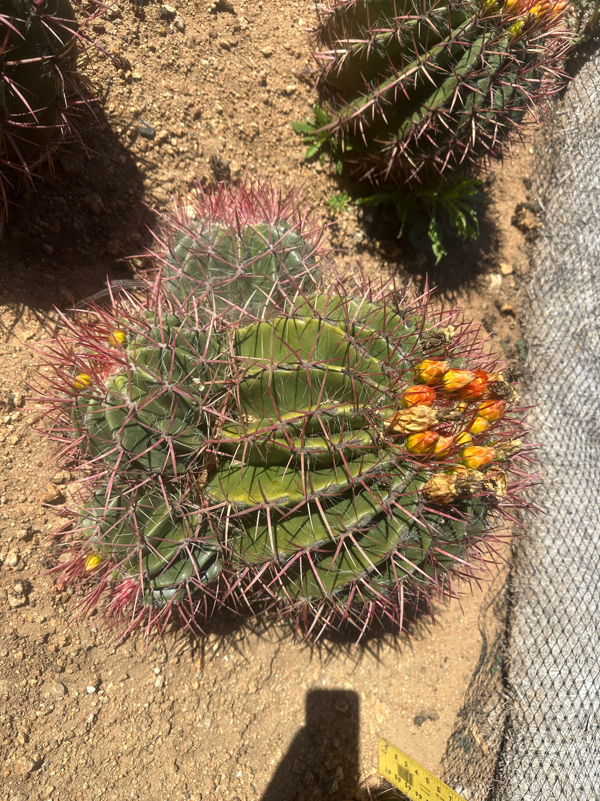 Mexican Lime Cluster- Ferocactus Pilosus
