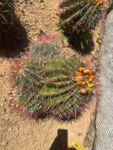 Mexican Lime Cluster- Ferocactus Pilosus