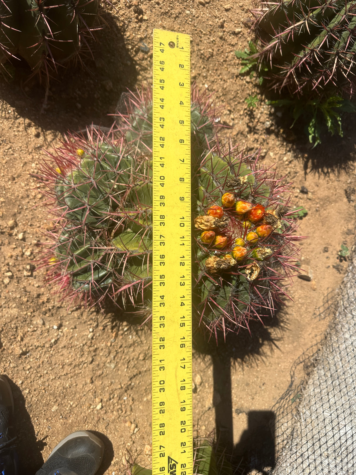 Mexican Lime Cluster- Ferocactus Pilosus