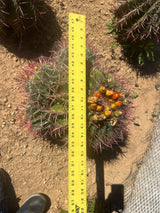 Mexican Lime Cluster- Ferocactus Pilosus