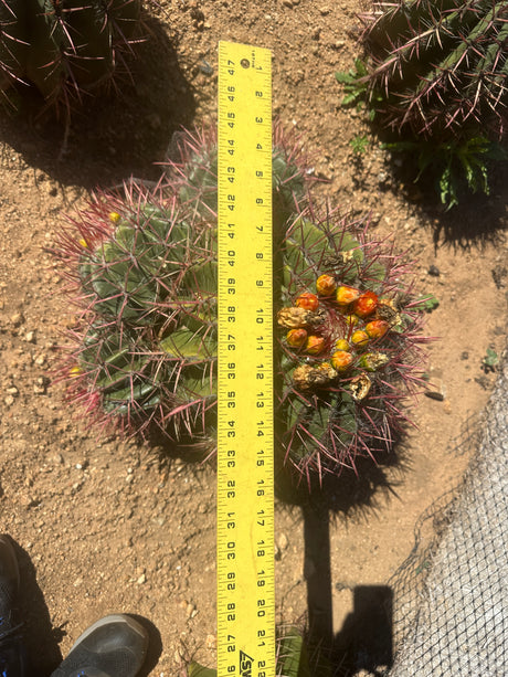 Mexican Lime Cluster- Ferocactus Pilosus