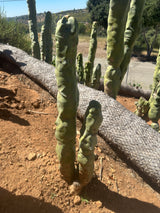 Totem Pole Cactus (Skinny Form) Branched - Lophocereus Schottii Mieckleyanus