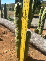 Totem Pole Cactus (Skinny Form) Branched - Lophocereus Schottii Mieckleyanus