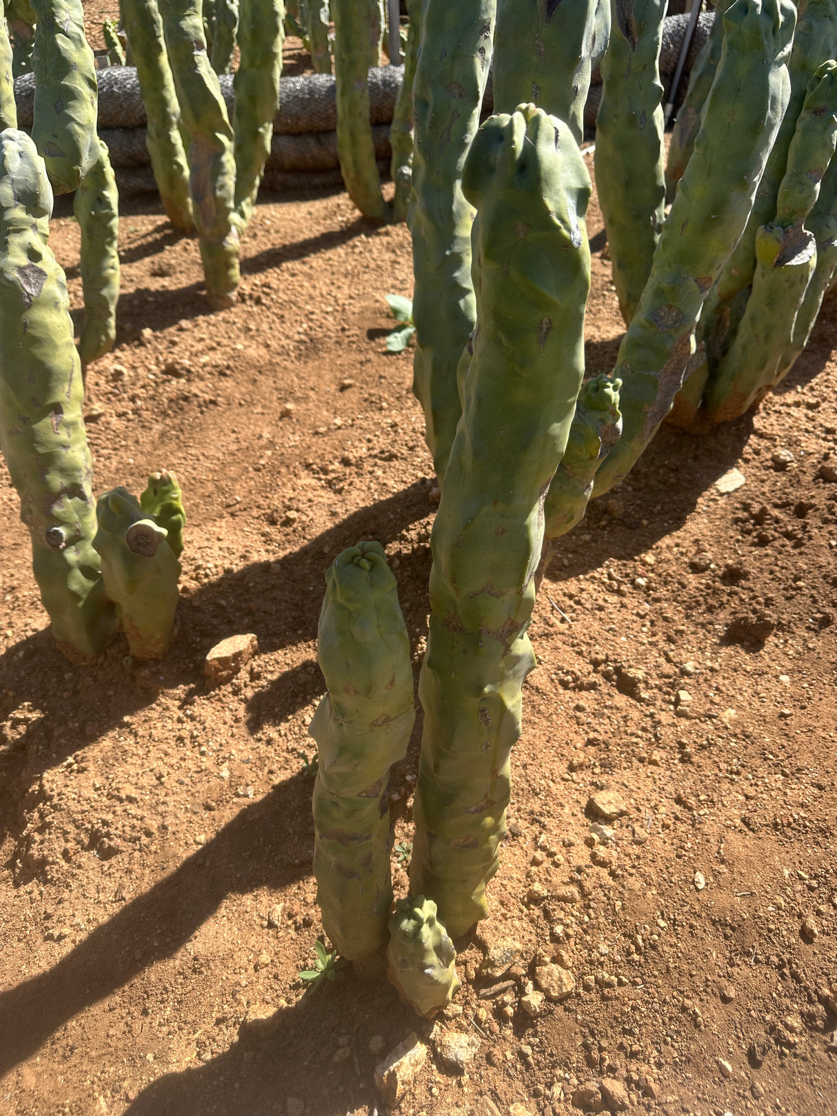 Totem Pole Cactus (Skinny Form) Branched - Lophocereus Schottii Mieckleyanus