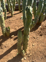 Totem Pole Cactus (Skinny Form) Branched - Lophocereus Schottii Mieckleyanus