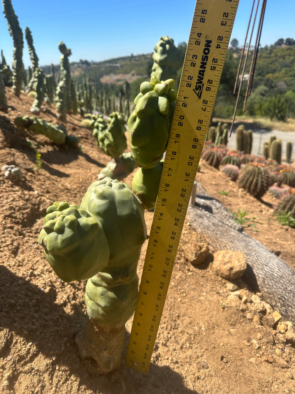Lophocereus shottii Obesa-Totem Pole Cactus 4 piece