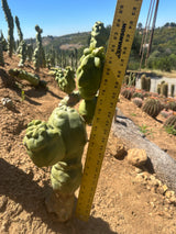 Lophocereus shottii Obesa-Totem Pole Cactus 4 piece