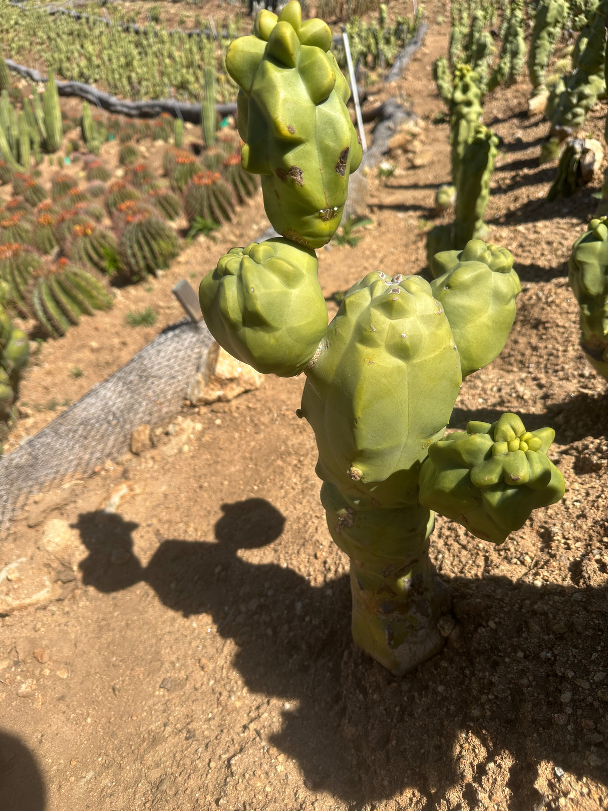 Lophocereus shottii Obesa-Totem Pole Cactus 4 piece