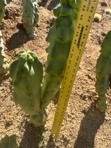 Lophocereus shottii Obesa, Totem Pole Cactus (2-piece)
