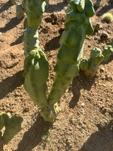 Lophocereus shottii Obesa, Totem Pole Cactus (2-piece)