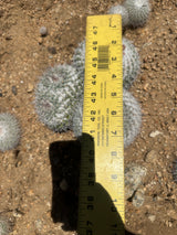 Owl's Eye Cactus Cluster - Mammillaria parkinsonii