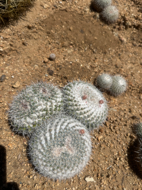 Owl's Eye Cactus Cluster - Mammillaria parkinsonii