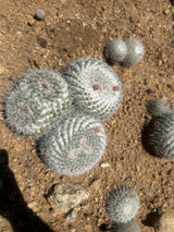 Owl's Eye Cactus Cluster - Mammillaria parkinsonii