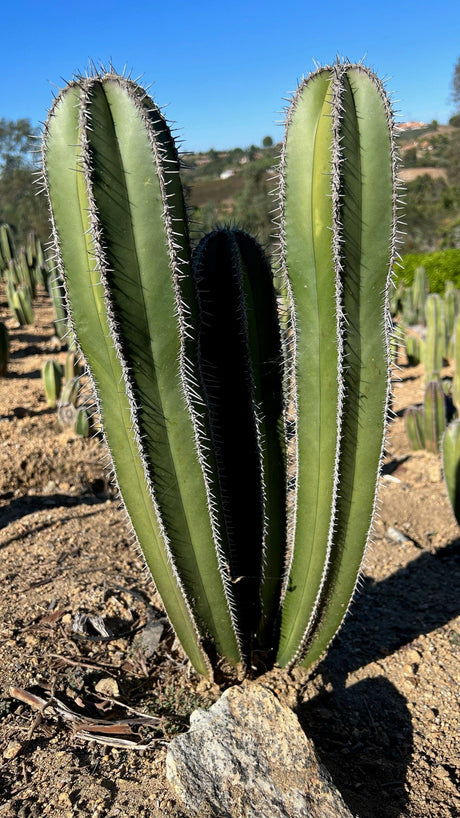 🎁 Mexican Fence Post Cactus - Pachycereus Marginatus (100% off)